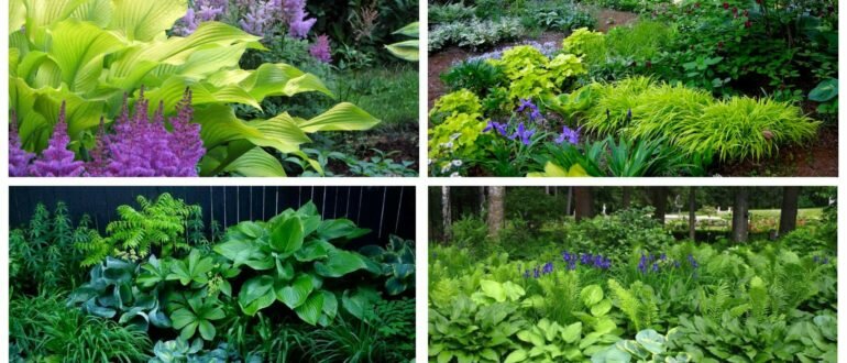 фото теневые места для растений